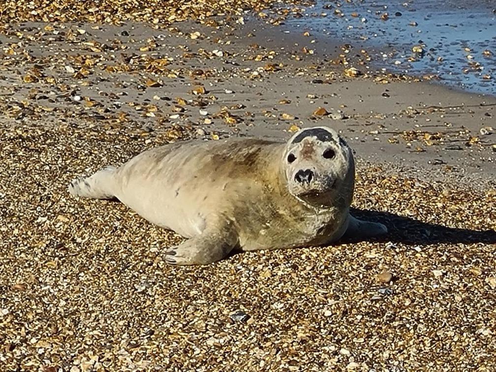Seaspray Guest House Weymouth Eksteriør bilde